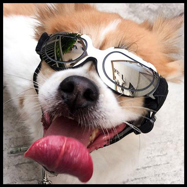 Chrome Cool Dog Glasses