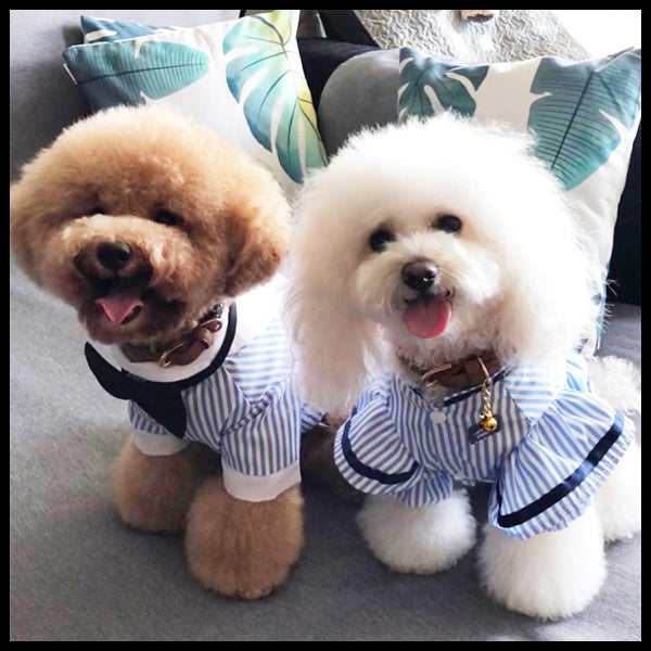 His & Hers Matching Formal Dog Shirts