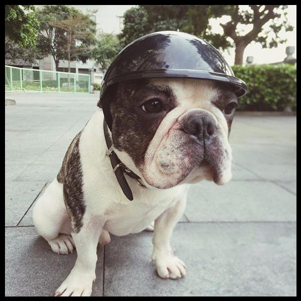 Dog Helmets